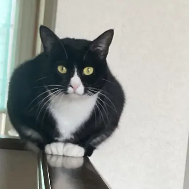 Profile image of 太陽