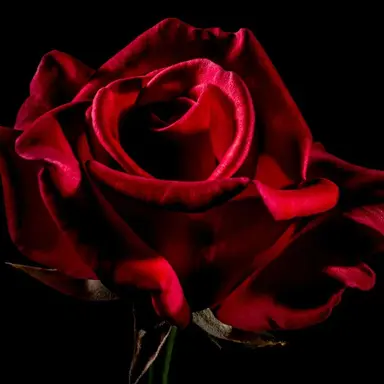 Profile image of 라더