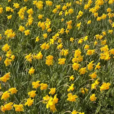 Profile image of 쪼만