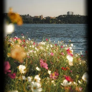 Profile image of 코마