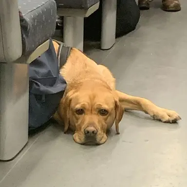 Profile image of Dog