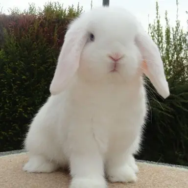 Profile image of Eunha