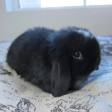 Profile image of Apollo
