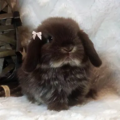 Profile image of Hana