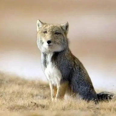 Profile image of 여우