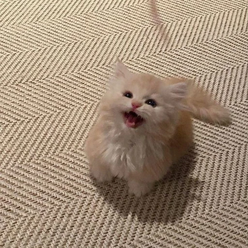 냐미