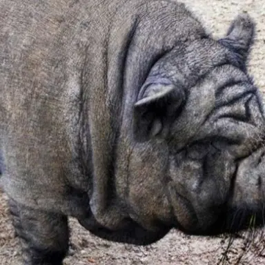 Profile image of 여우