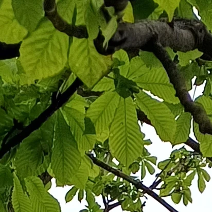 고고프렌즈