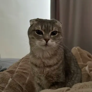 Profile image of Dami
