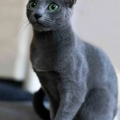 Profile image of Kako
