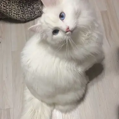 Profile image of Cinnamon