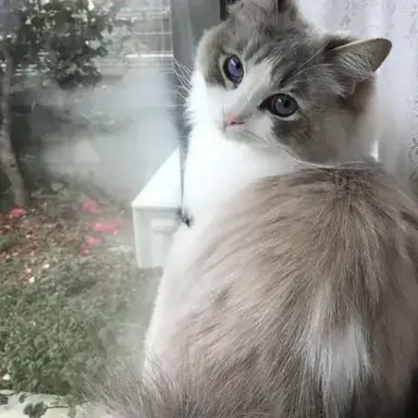 Profile image of Oro