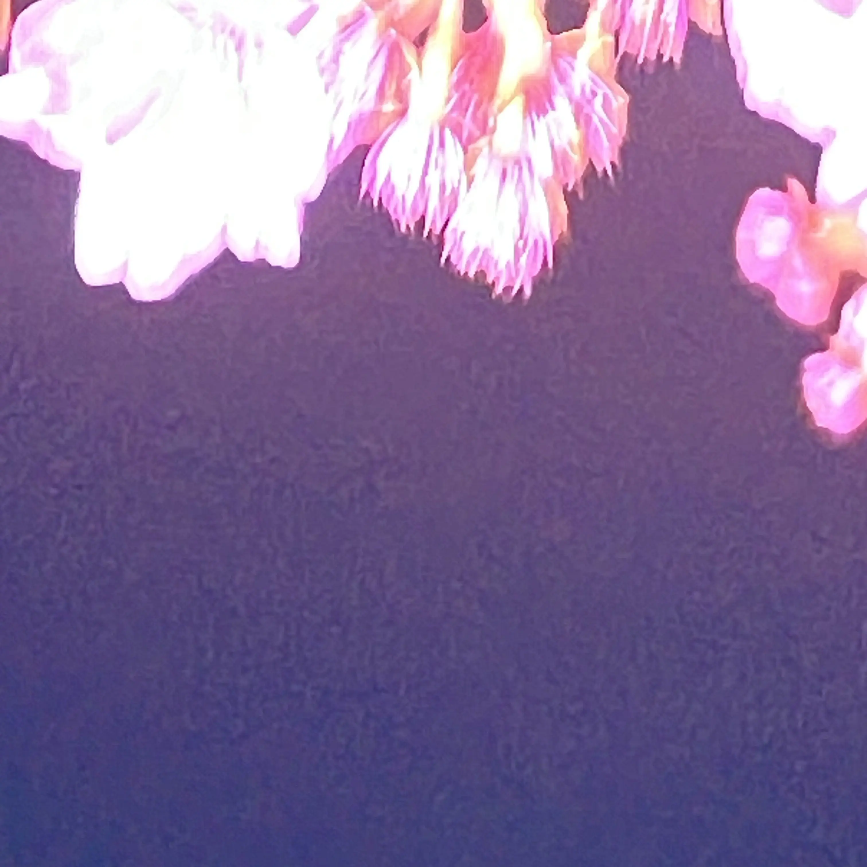 BriskEdit1712의 しょしゅだってーー