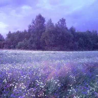 Profile image of 한노아