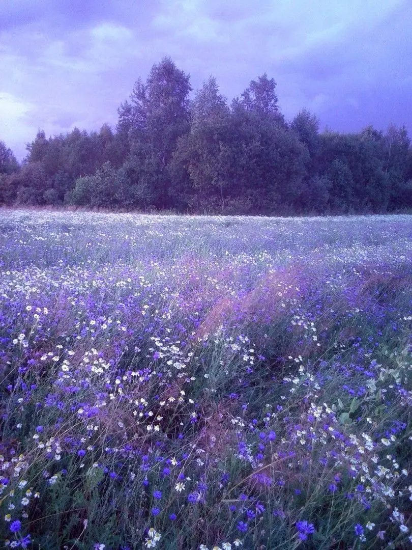 plliessie의 한노아