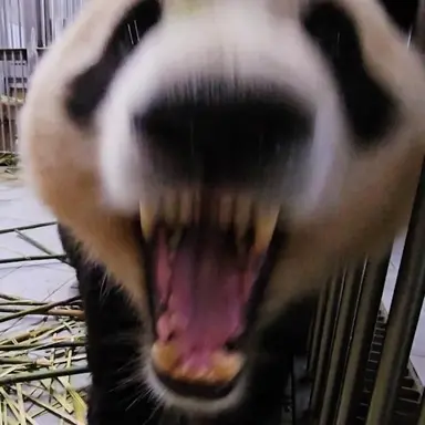 Profile image of Panda