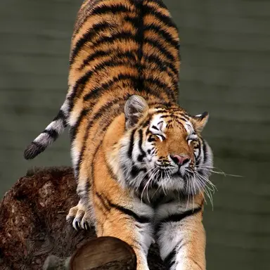 Profile image of 호순이