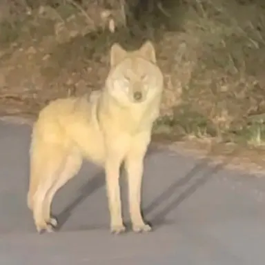 Profile image of 늑대
