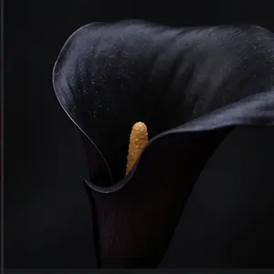 Profile image of ノクス