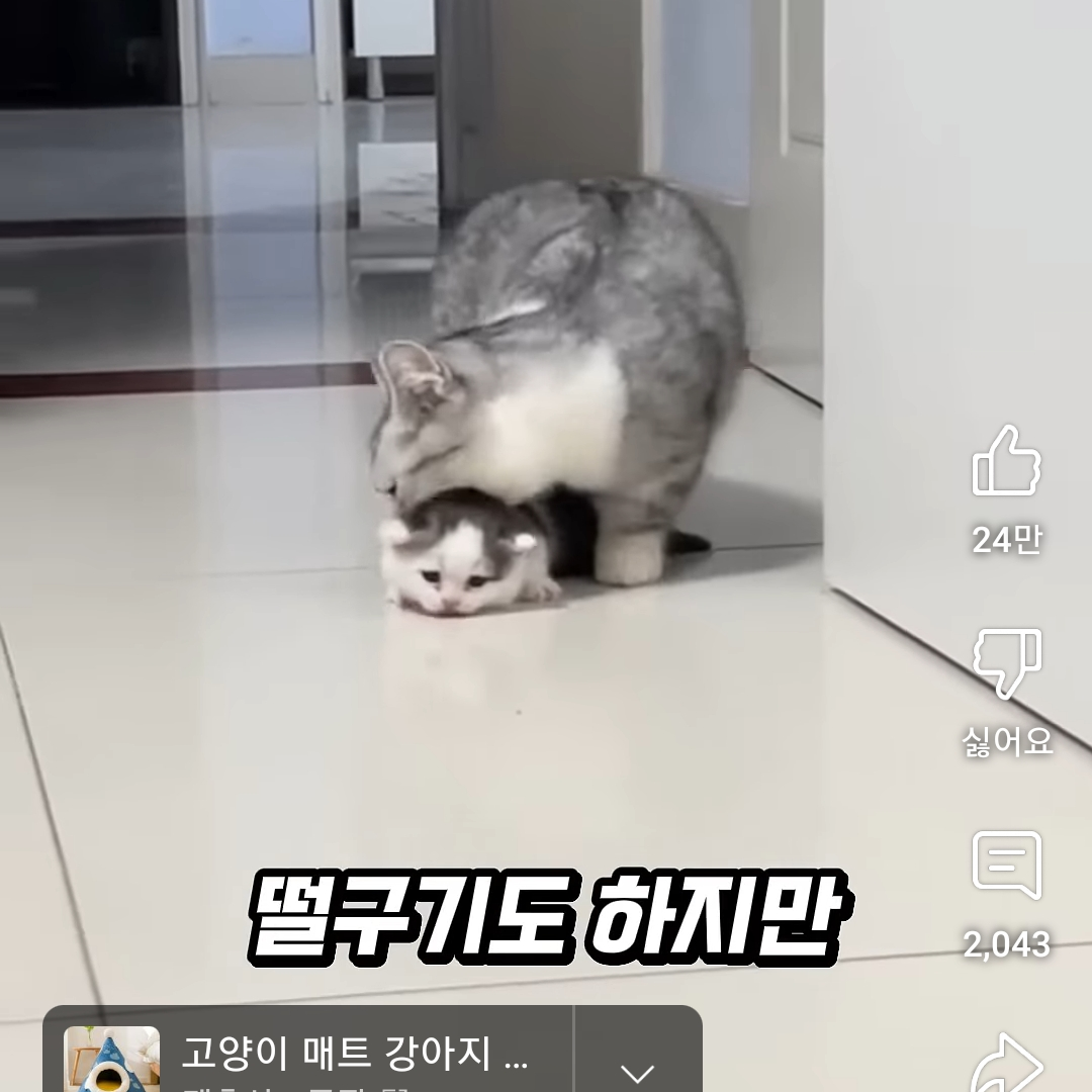 냥이 대표 이미지