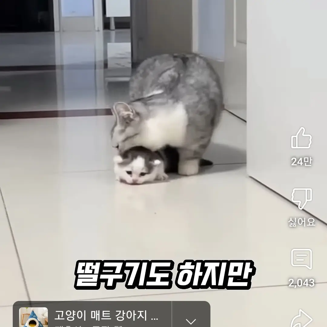 FutureFloor6932의 냥이