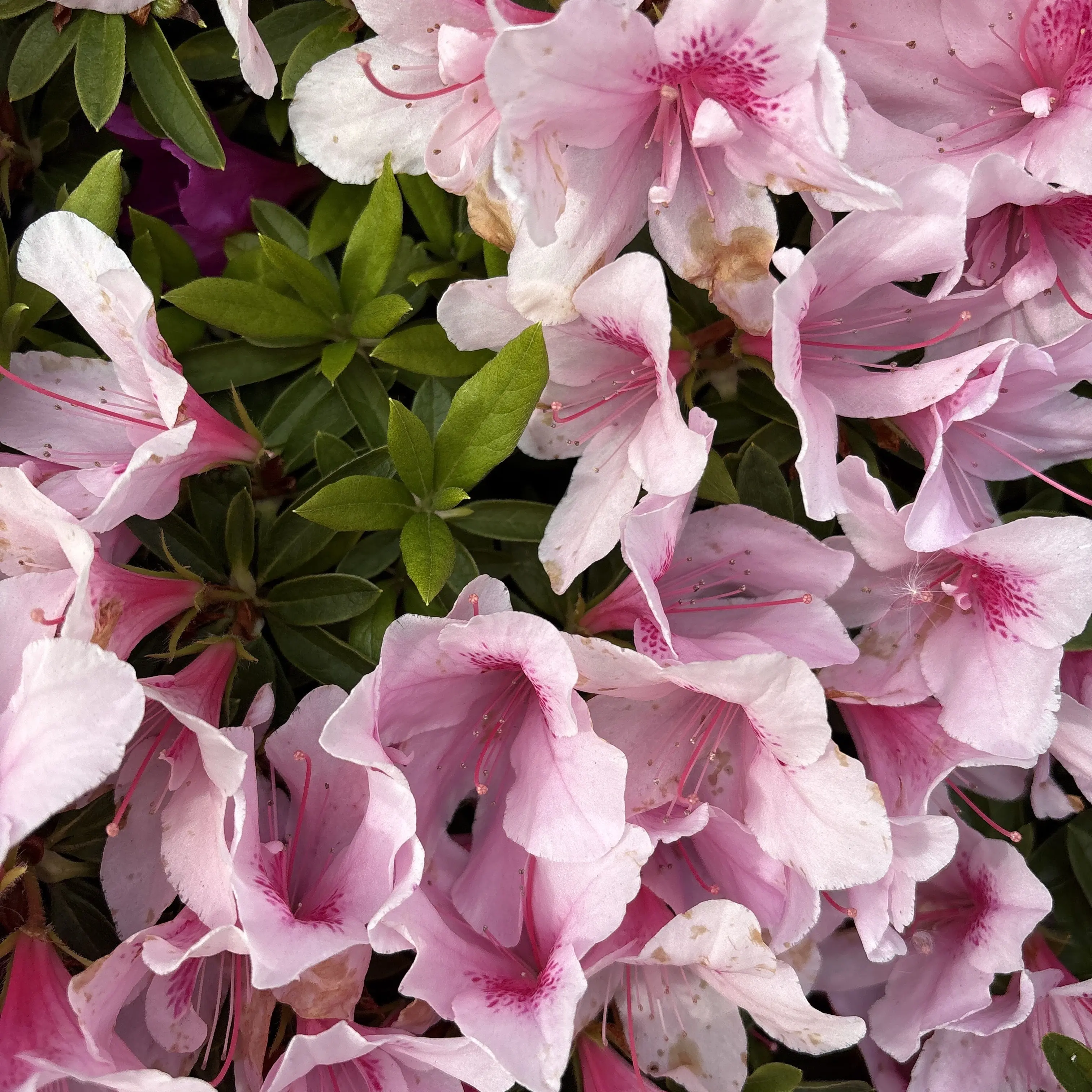 Sharakusee_srp_and_fur_osshi의 カフェの常連と秘書