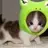 아기 고양이