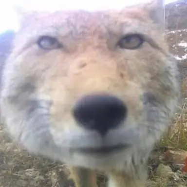 Profile image of 여우