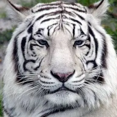 Profile image of 백호퓨마