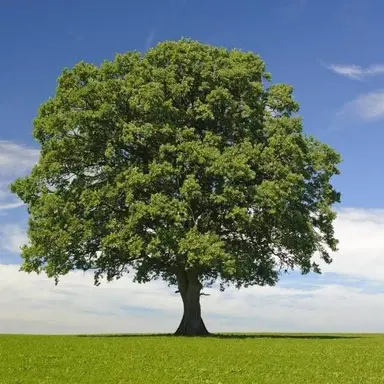 Profile image of A tree.