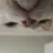 킴누리쓰