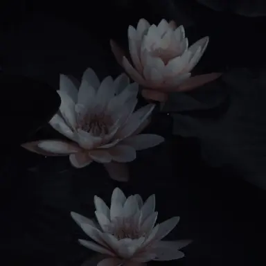 Profile image of 연화
