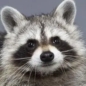 myang0516의 그저 평범한 라쿤