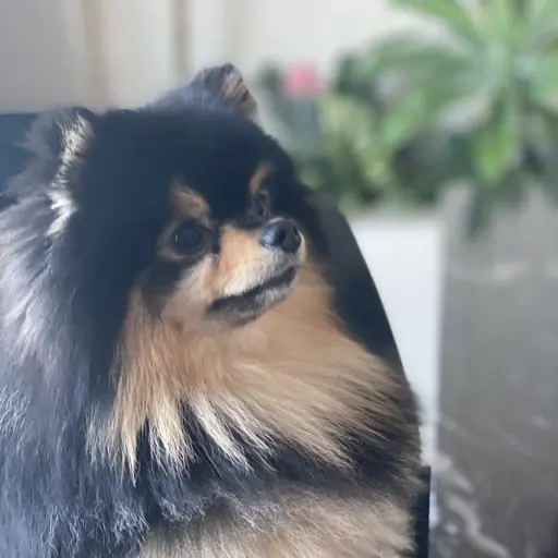 Adrianne의 연탄이