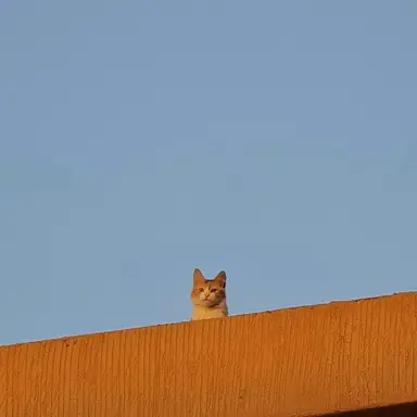 Profile image of 쪼만