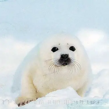 Profile image of 강늑비