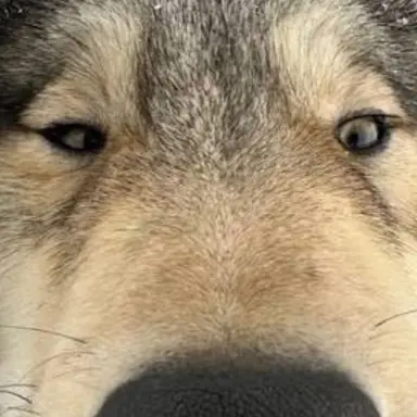 Profile image of オオカミ