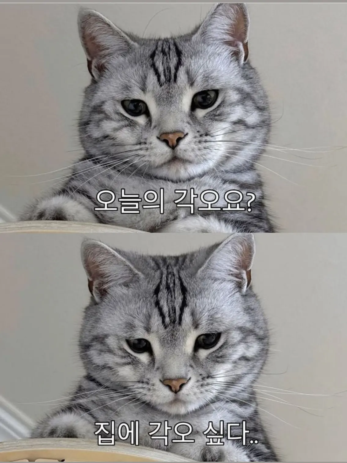 de_hat_starmeowve2의 쿠킹덤 초능력 중학교 (+자캐,여우)