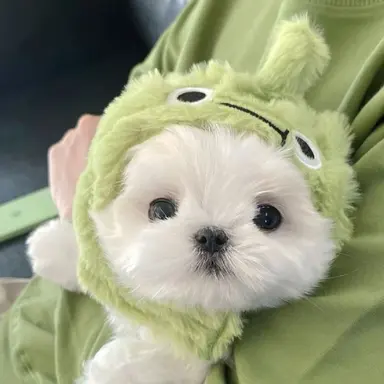 Profile image of 조별하