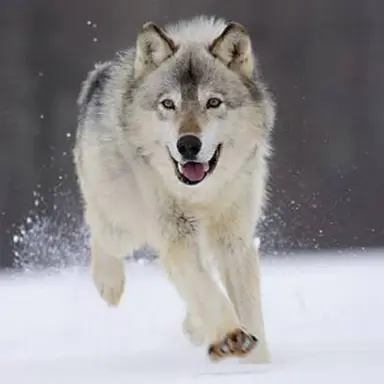 Profile image of 겨울이