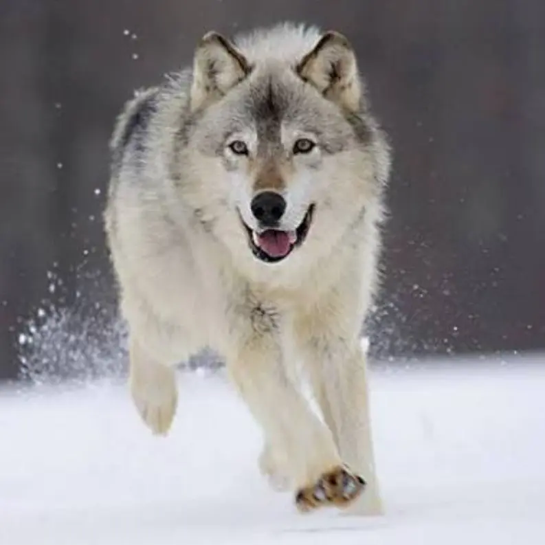 PastelTetra1380의 겨울이