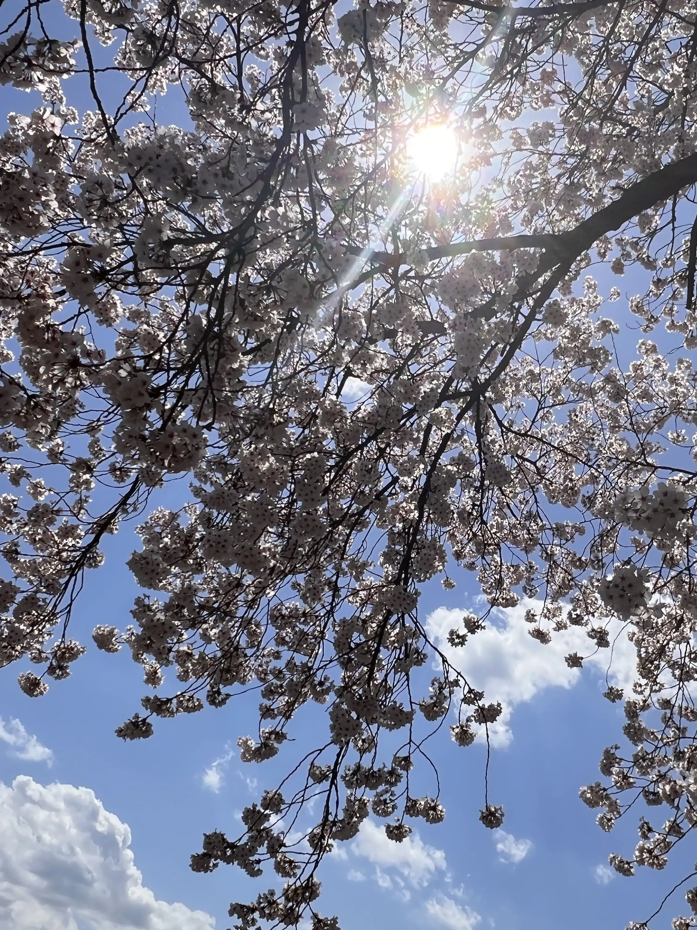 Br0k3n_Sp4wn의 新学期が始まったよ！！ ブリ子あり 修正