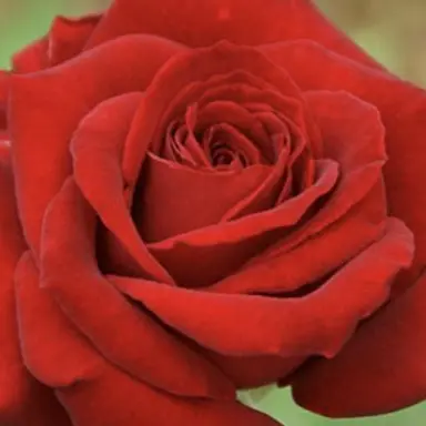 Profile image of 阿形