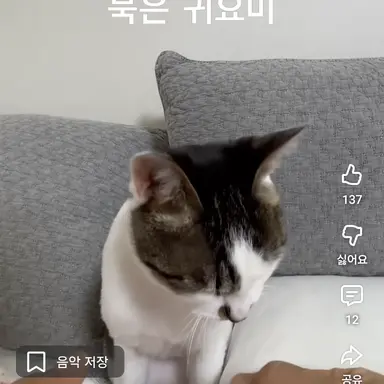 Profile image of 모찌엘