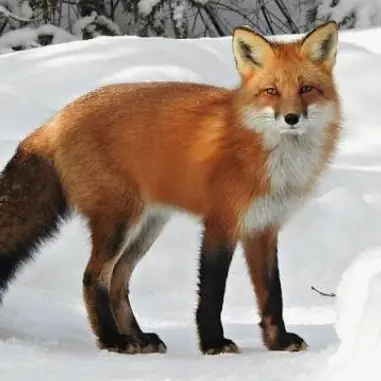 Profile image of 백여우