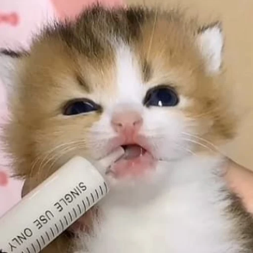 가을 고래 바람 🍈