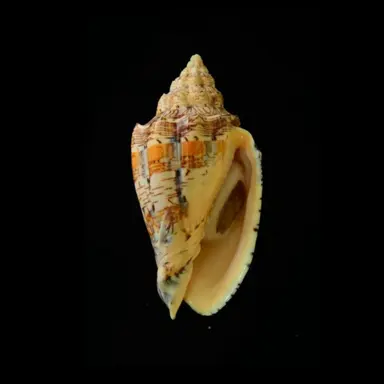 Profile image of 소라