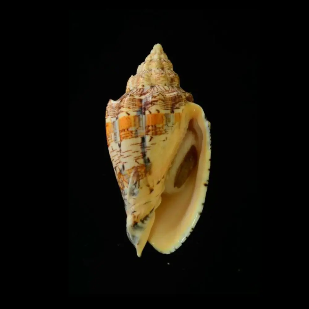 baldenfreude의 바닷가에서 주운 고둥.