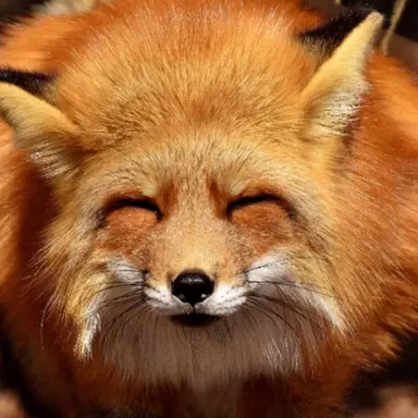 Profile image of 여우