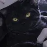 Profile image of チビ